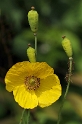 Blume D31_0293 Kopie.jpg   26.04